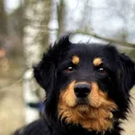Pies do adopcji, Dłużyna Górna, 24 marca 2023