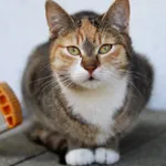 Kot do adopcji, Dłużyna Górna, 25 marca 2023