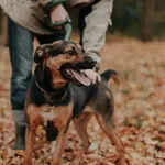 Pies do adopcji, Żywiec, 25 września 2019