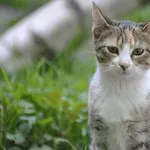 Kot do adopcji, Oświęcim, 16 kwietnia 2023