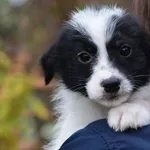 Pies do adopcji, Zielona Góra, 22 marca 2023