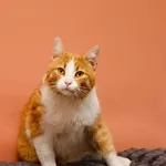 Kot do adopcji, Elbląg, 4 kwietnia 2023