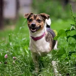 Pies do adopcji, Olsztyn, 21 marca 2023
