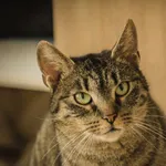 Kot do adopcji, Świdnica, 8 lutego 2023