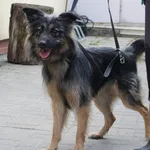 Znaleziono psa, Łódź, 9 kwietnia 2023