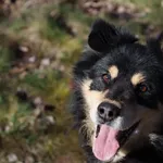 Pies do adopcji, Dłużyna Górna, 12 kwietnia 2023