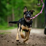 Pies do adopcji, Olsztyn, 25 marca 2023