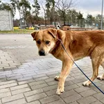 Znaleziono psa, Puławy, 22 lutego 2023