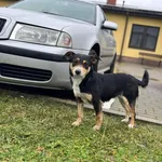 Znaleziono psa, Puławy, 24 lutego 2023