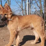 Znaleziono psa, Pieckowo, 10 kwietnia 2023