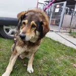 Znaleziono psa, Świdnica, 8 kwietnia 2023