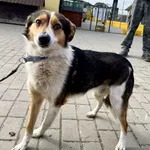 Znaleziono psa, Puławy, 21 marca 2023