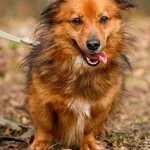 Pies do adopcji, Elbląg, 17 marca 2023