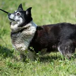 Znaleziono psa, Lublin, 12 kwietnia 2023
