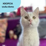 Kot do adopcji, Dąbrówka, 13 kwietnia 2023