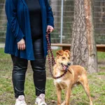 Pies do adopcji, Sopot, 14 kwietnia 2023