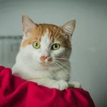 Kot do adopcji, Świdnica, 22 marca 2023