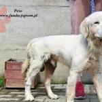 Pies do adopcji, Nowy Dwór Mazowiecki, 15 kwietnia 2023