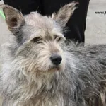Pies do adopcji, Nowy Dwór Mazowiecki, 14 kwietnia 2023