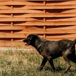 Pies do adopcji, Czartki, 28 lipca 2020