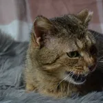 Kot do adopcji, Chełmek, 16 marca 2023
