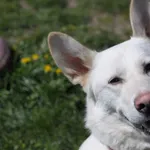Pies do adopcji, Olsztyn, 26 marca 2023