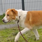 Pies do adopcji, Racławice, 21 marca 2023