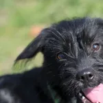 Pies do adopcji, Olsztyn, 30 marca 2023