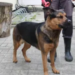 Znaleziono psa, Łódź, 16 kwietnia 2023