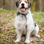 Pies do adopcji, Elbląg, 7 kwietnia 2023