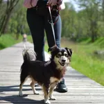 Znaleziono psa, Sosnowiec, 14 kwietnia 2023