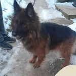 Znaleziono psa, Gdynia, 13 stycznia 2024