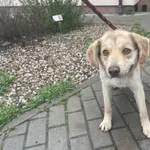 Znaleziono psa, Świdnica, 14 kwietnia 2023