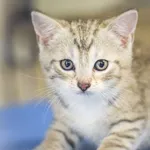 Kot do adopcji, Zielona Góra, 20 kwietnia 2023