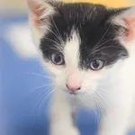Kot do adopcji, Zielona Góra, 20 kwietnia 2023