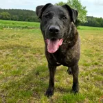 Pies do adopcji, Grudziądz, 28 czerwca 2019