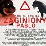 Zaginął pies, Bargłówka, 20 kwietnia 2023