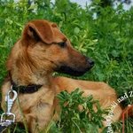 Pies do adopcji, Węgrowo, 19 kwietnia 2022
