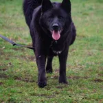 Pies do adopcji, Grudziądz, 17 sierpnia 2018