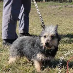 Pies do adopcji, Węgrowo, 14 grudnia 2021