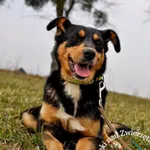 Pies do adopcji, Grudziądz, 6 kwietnia 2021