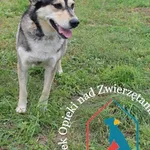 Pies do adopcji, Węgrowo, 14 września 2021