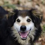 Pies do adopcji, Dłużyna Górna, 20 kwietnia 2023