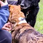 Pies do adopcji, Węgrowo, 27 lutego 2019