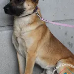 Pies do adopcji, Węgrowo, 27 sierpnia 2022