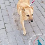 Pies do adopcji, Węgrowo, 28 sierpnia 2018