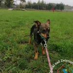 Pies do adopcji, Węgrowo, 20 września 2022