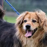 Pies do adopcji, Grudziądz, 16 lutego 2023