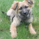 Pies do adopcji, Zielona Góra, 20 kwietnia 2023