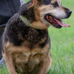 Pies do adopcji, Grudziądz, 26 lutego 2019